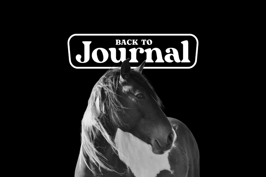Immagine scura con il logo bianco ufficiale di backtojournal il blog sul journaling di riferimento in Italia - Immagine di un cavallo in bianco e nero